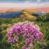 Paint by numbers Flowering of the Carpathians © Roksolana Baran